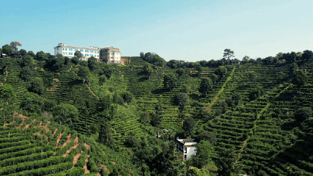 探访“茶船古道”上的非遗传承与产业升级(图2)
