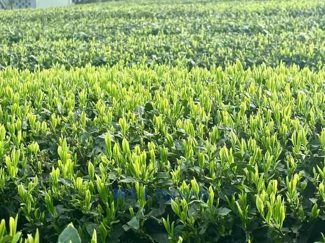 「盒补补」首次推出春茶集齐春菜、春花、春茶三件套(图3)