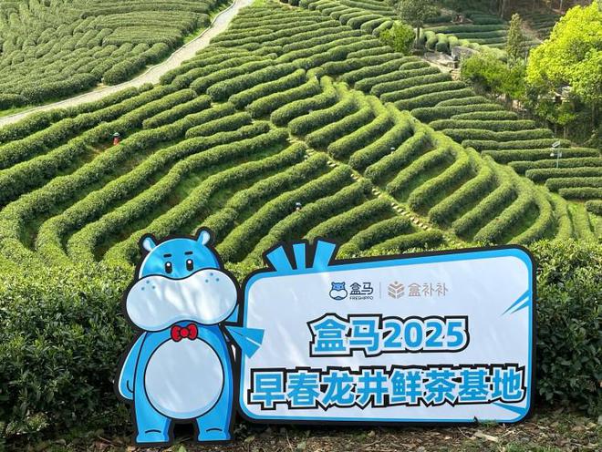 “盒补补”早春鲜茶上市盒马要做适合年轻人的“口粮茶”(图1)