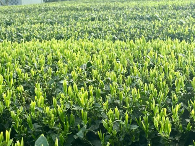 “盒补补”早春鲜茶上市盒马要做适合年轻人的“口粮茶”(图3)