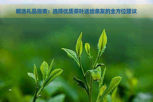 精选礼品指南：选择优质茶叶送给亲友的全方位建议(图1)