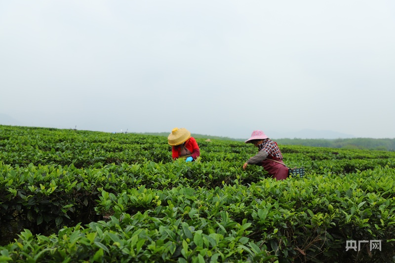 海南鲜品丨春染绿野茶香溢(图2)