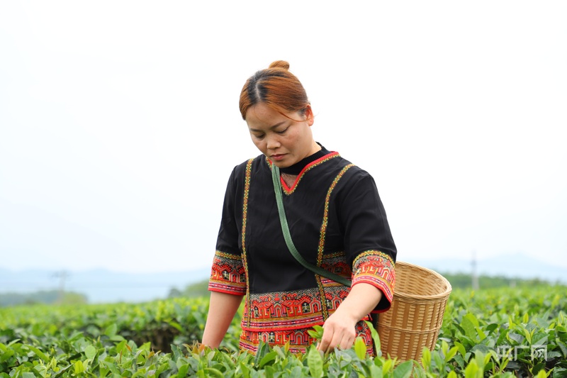 海南鲜品丨春染绿野茶香溢(图3)