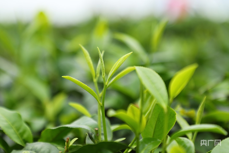 海南鲜品丨春染绿野茶香溢(图1)