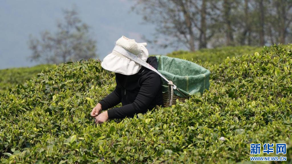鲜叶“0落地”！新设备助力云南景东茶产业提档升级_新华网(图1)