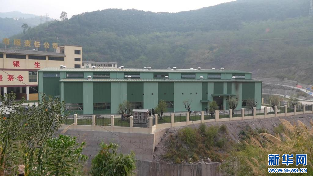 鲜叶“0落地”！新设备助力云南景东茶产业提档升级_新华网(图2)