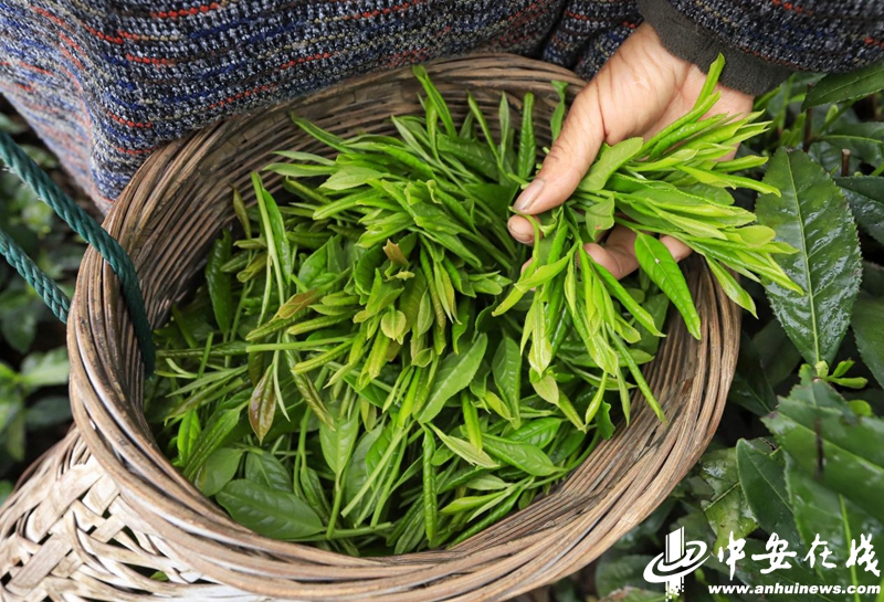 中安观察在黄山看传统茶产业如何“老树”发“新芽”？(图2)