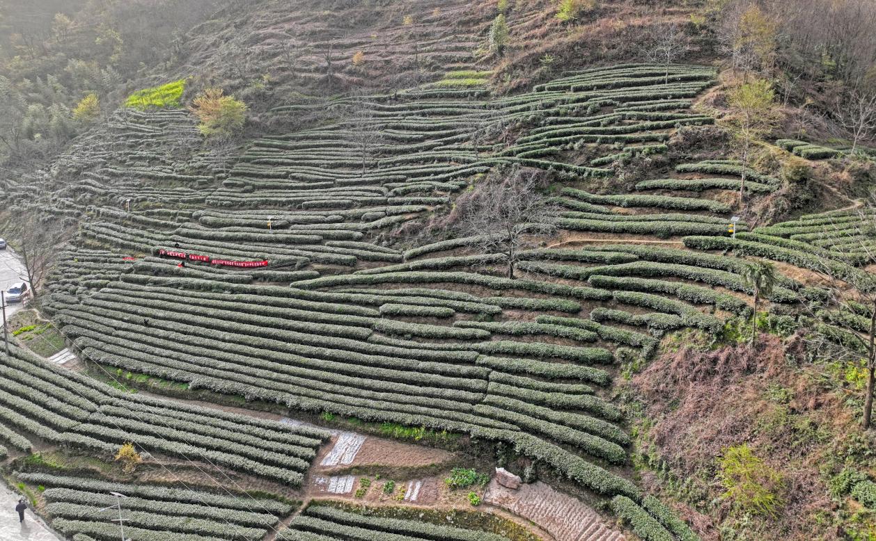 康县阳坝镇：一片绿叶染青山全域茶香富万家(图1)