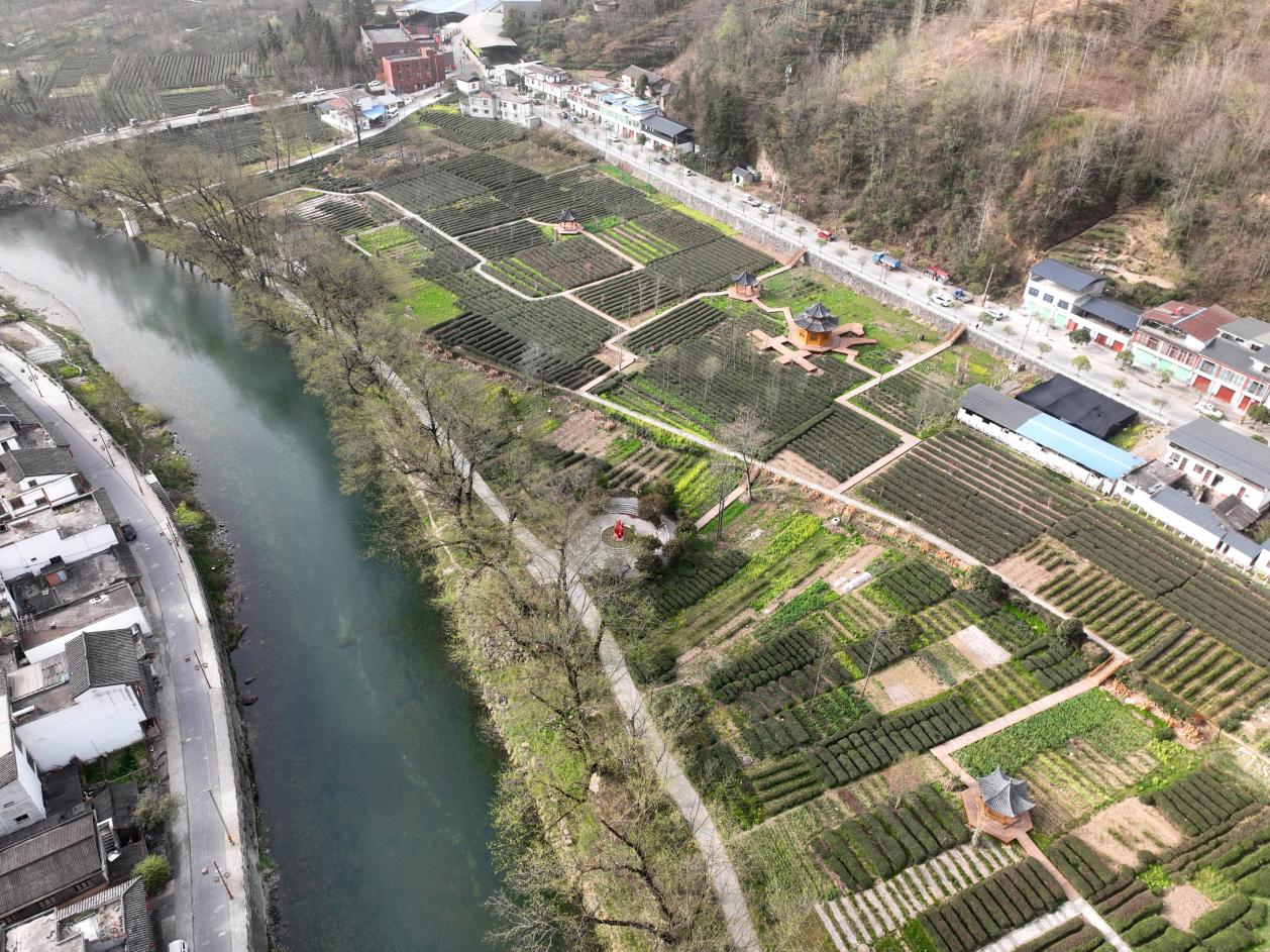 康县阳坝镇：一片绿叶染青山全域茶香富万家(图3)