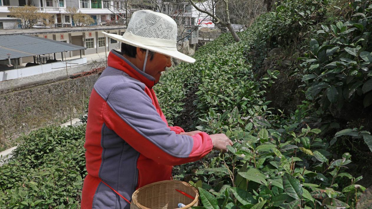 康县阳坝镇：一片绿叶染青山全域茶香富万家(图2)