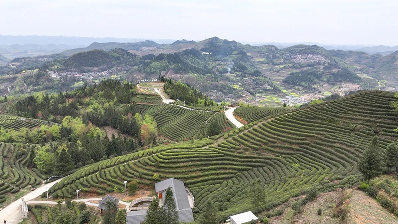 镇宁：以茶兴业以茶富民(图1)