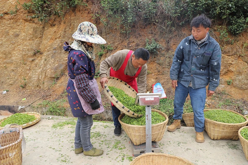 镇宁：以茶兴业以茶富民(图4)