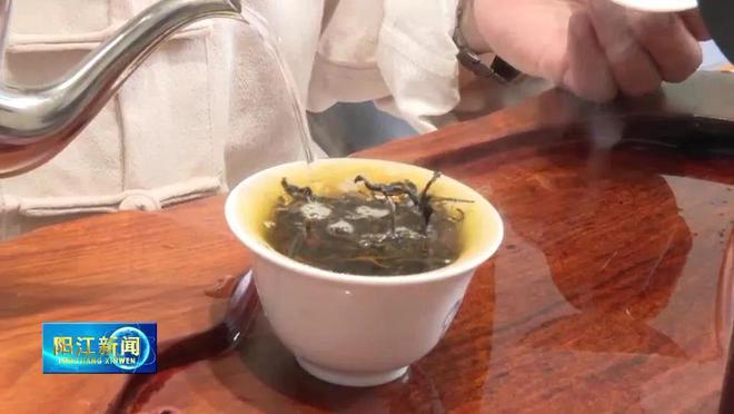 阳东致力打造“温泉红茶”品牌让老茶树焕发新活力(图1)