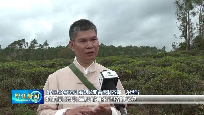 阳东致力打造“温泉红茶”品牌让老茶树焕发新活力(图3)