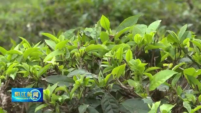 阳东致力打造“温泉红茶”品牌让老茶树焕发新活力(图4)