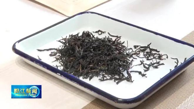 阳东致力打造“温泉红茶”品牌让老茶树焕发新活力(图5)