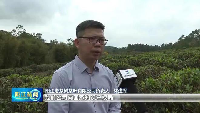 阳东致力打造“温泉红茶”品牌让老茶树焕发新活力(图6)