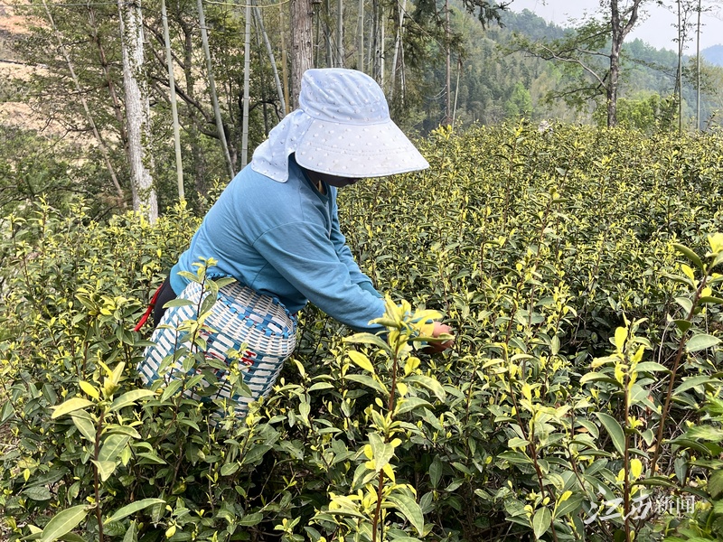 PG电子平台一片“金叶子”背后的江西茶业振兴密码(图2)