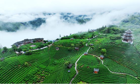 “墨香茶韵文润三江”——岁月沉淀的茶乡传奇！(图1)