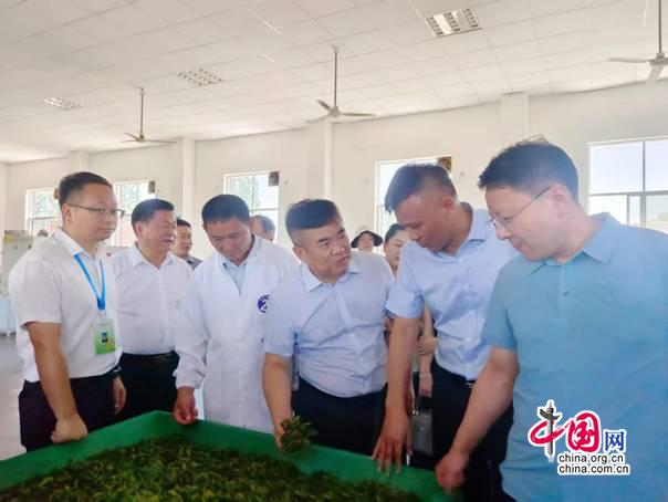 黄金茶制作入选全国精品专项职业能力考核项目(图1)