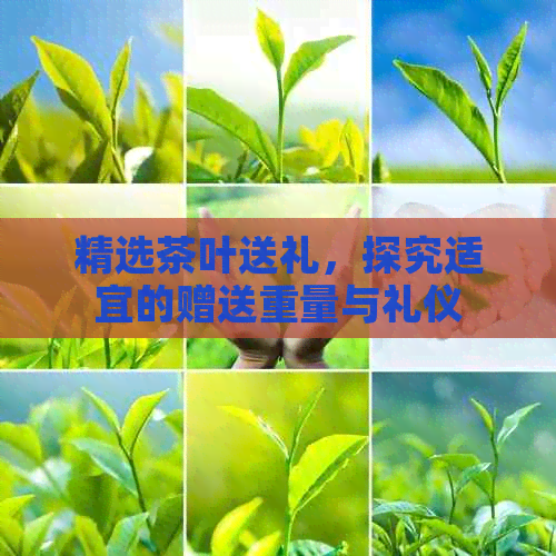 精选茶叶送礼探究适宜的赠送重量与礼仪(图1)