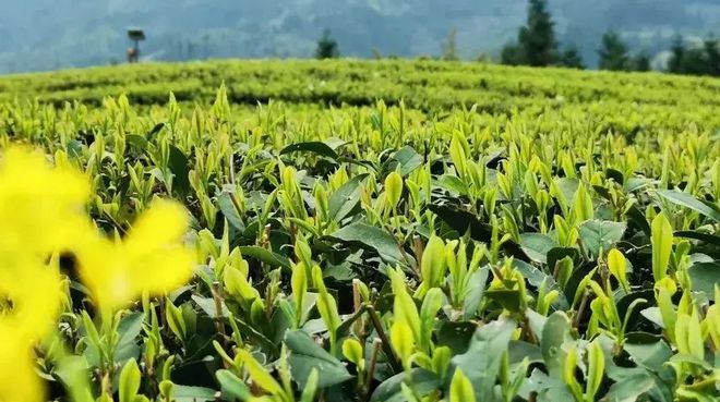 PG电子网站有什么好茶推荐？茶圣陆羽喊你来喝乐昌白毛茶！(图1)