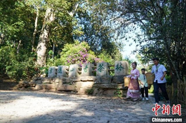 2025年云南1405个村寨春茶预报价发布(图1)