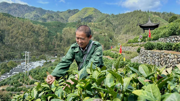 名茶之都绿色发展！2024年第十六届黄山毛峰茶文化节开幕(图2)