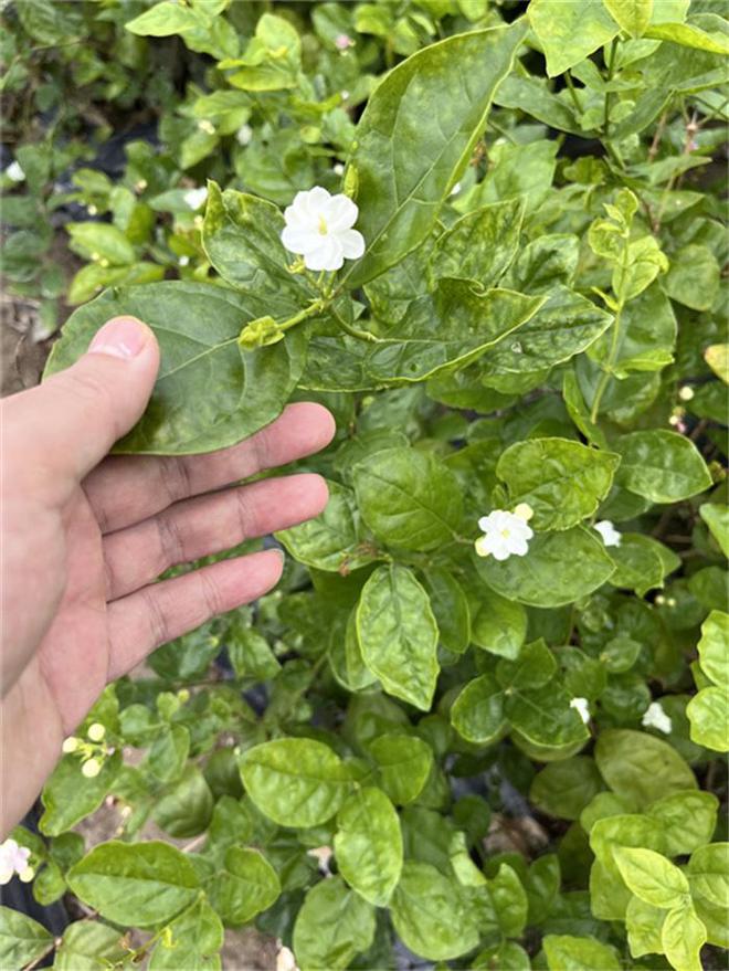 PG平台一名®茶业破茧记：从家庭作坊到新茶饮闽军的蝶变之路(图1)