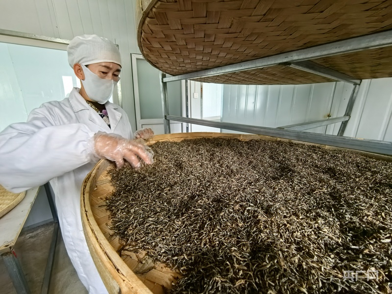 PG电子网站【山海协作谱“新”篇】戈壁沙棘炼金记：新疆克州阿合奇沙棘产业全链崛起的援疆样本(图9)