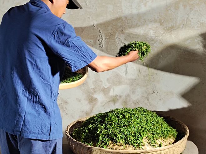 PG平台资讯丨新昌条干茶非遗传承开启新篇章：传统技艺与现代发展深度融合(图1)