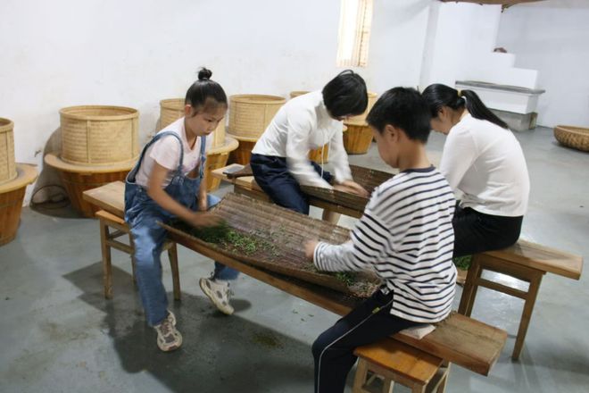 PG平台资讯丨新昌条干茶非遗传承开启新篇章：传统技艺与现代发展深度融合(图5)