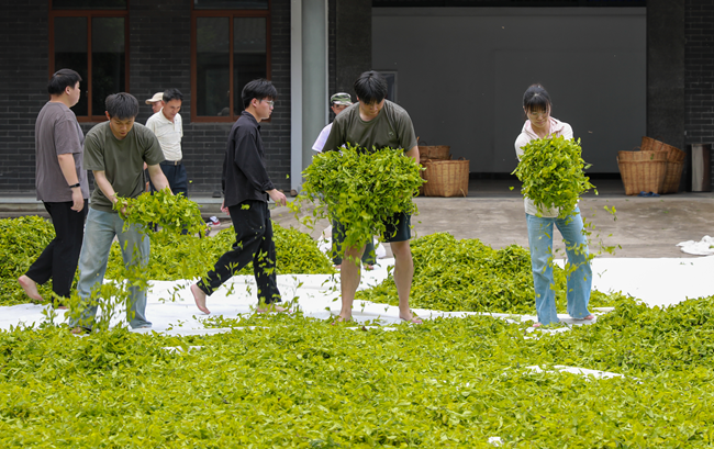 PG电子网站从“一片叶子”到“一杯好茶”武夷学院学子深入茶企解锁岩茶制作核心技艺(图1)