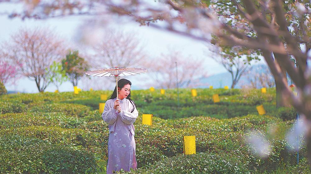 宁德福鼎：百亿银针绣就青山(图2)