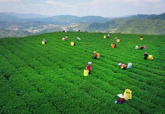 PG电子平台【安溪】这杯留香千年的茶……(图1)