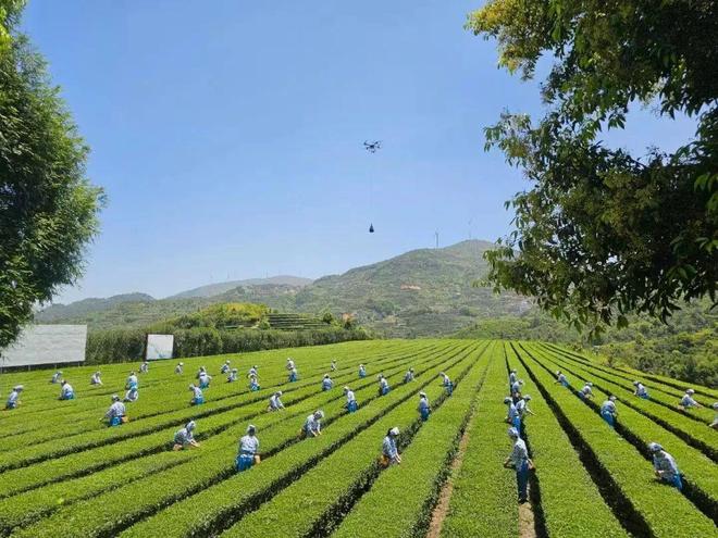 PG电子平台【安溪】这杯留香千年的茶……(图6)