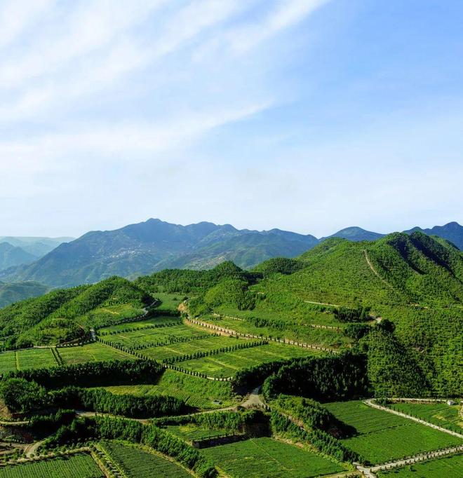 PG电子平台【安溪】这杯留香千年的茶……(图4)