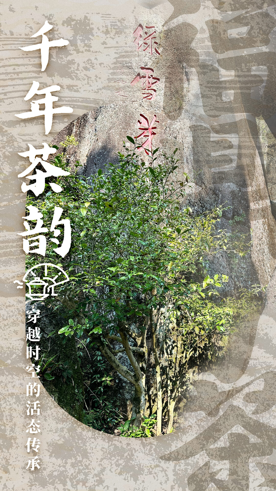 PG电子网站农遗故事福鼎白茶：千年茶香如何续写未来？(图1)