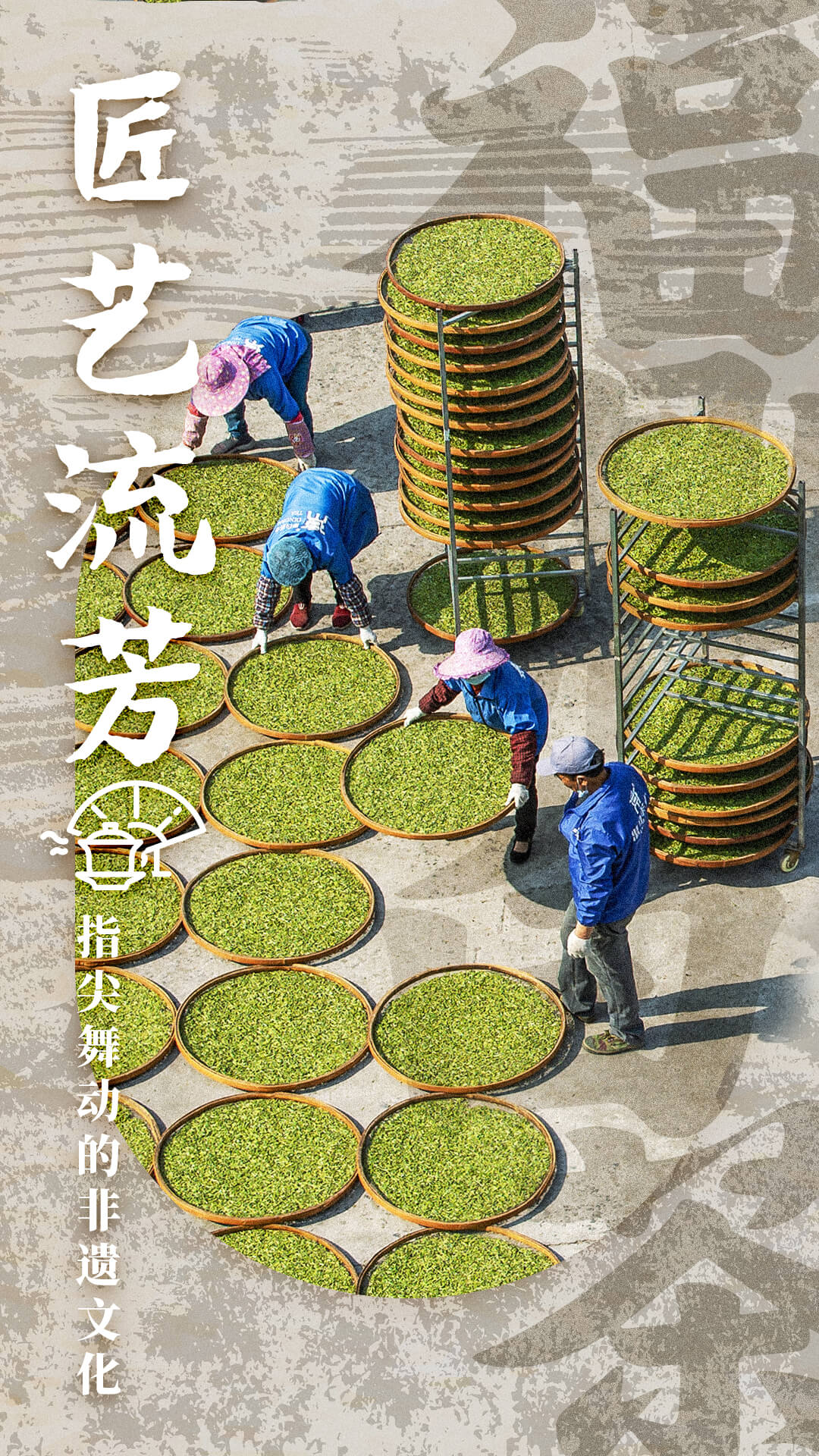 PG电子网站农遗故事福鼎白茶：千年茶香如何续写未来？(图3)