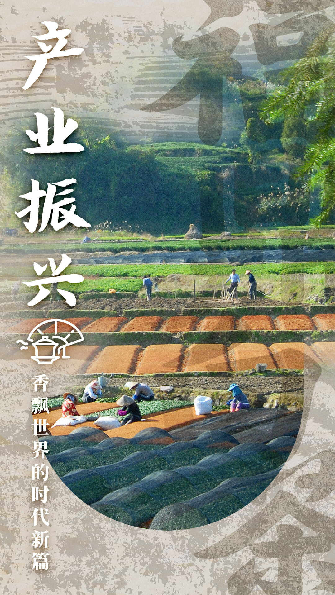PG电子网站农遗故事福鼎白茶：千年茶香如何续写未来？(图4)