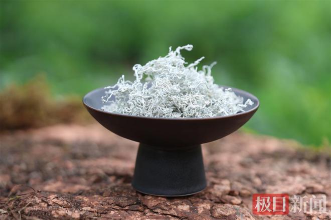 第三届来凤国际藤茶大会丨年销售额过亿元！土家汉子用七代祖传秘艺制成“黄金茶”(图2)