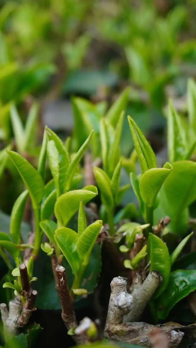 明晚7点央视再“上茶”！英德红茶有什么魅力→(图2)