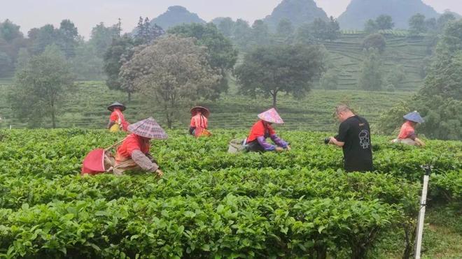 明晚7点央视再“上茶”！英德红茶有什么魅力→(图1)