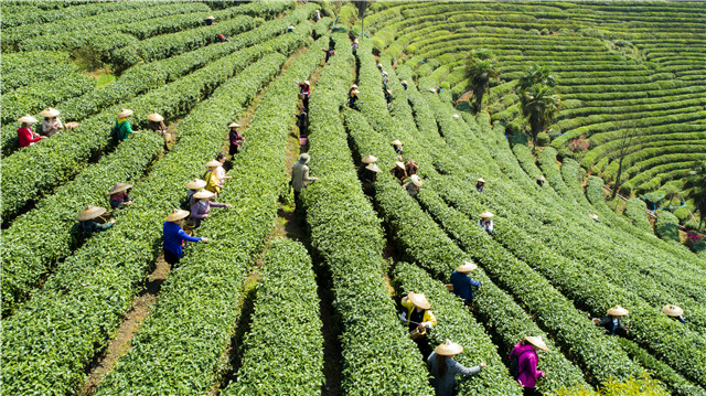 从一片叶子品湖南省茶业集团“茶道”(图3)