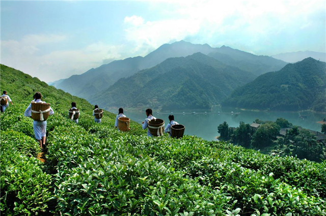 从一片叶子品湖南省茶业集团“茶道”(图13)
