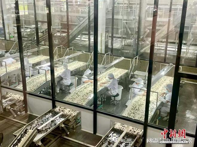 品一味甘醇从这杯福鼎白茶开始(图3)