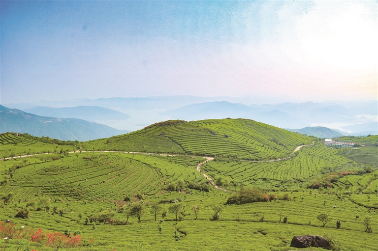 福鼎：茶香漫溢山海间(图1)