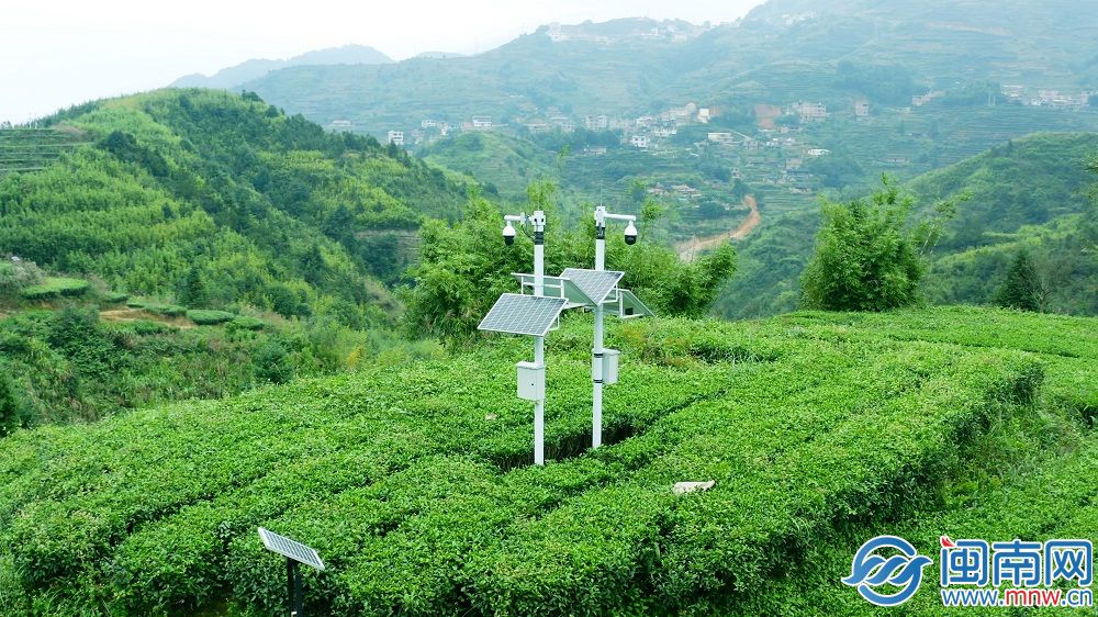 泉州产业蝶变密码丨当AI融入茶香茶产业焕新出发(图5)