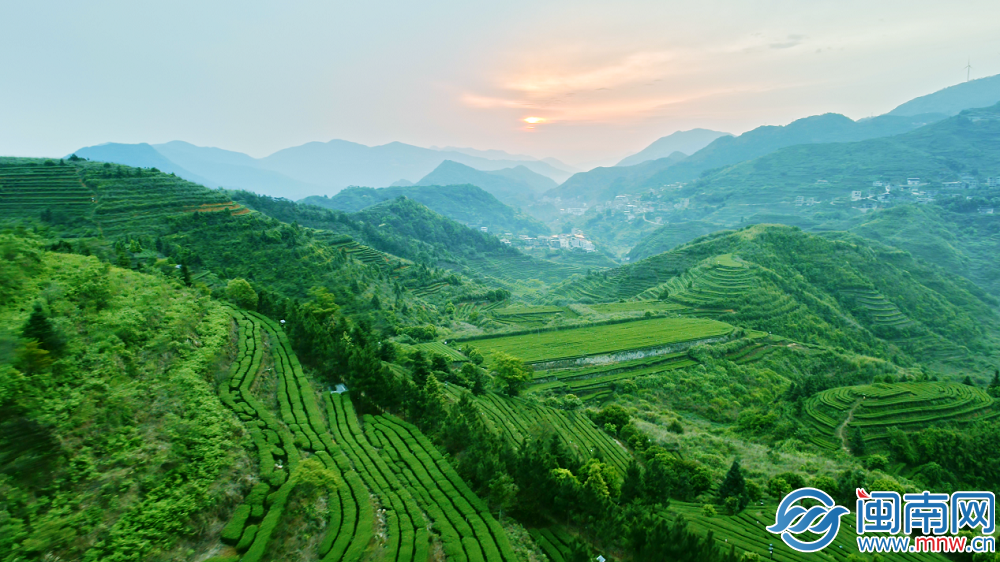 泉州产业蝶变密码丨当AI融入茶香茶产业焕新出发(图4)