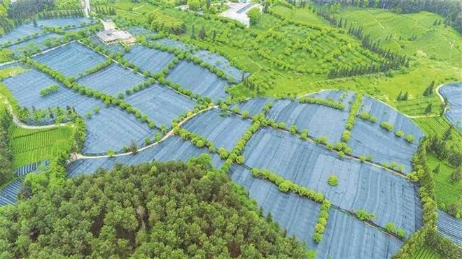 茶韵悠长贵州铜仁奏响产业高质量发展强音(图2)